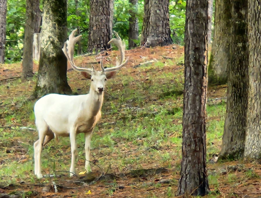 Fallow Deer Hunt