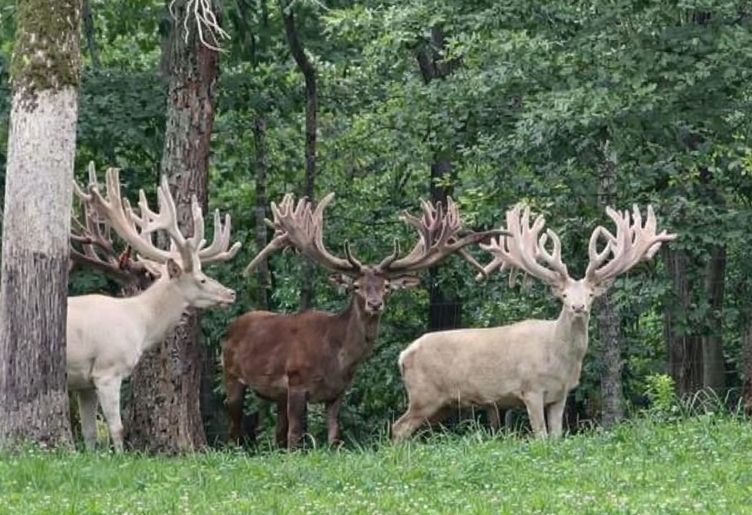 Red and White Stag Hunt