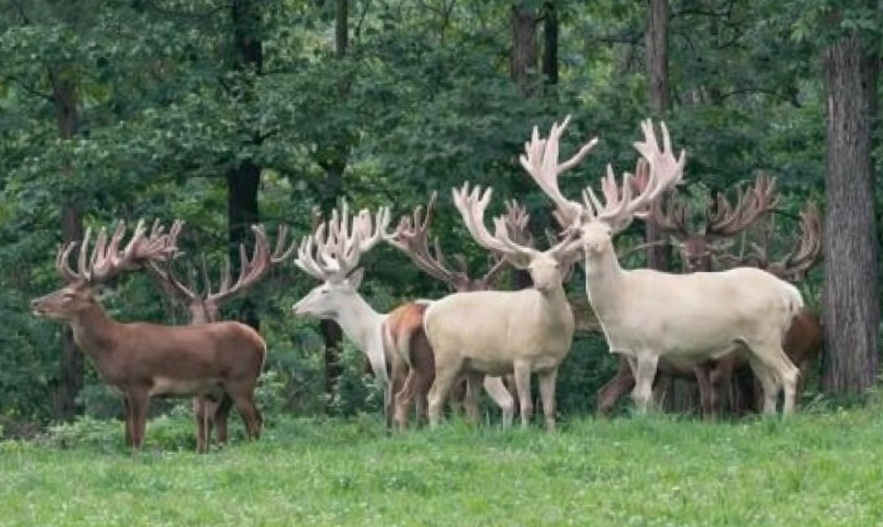 Red and White Stag Hunts